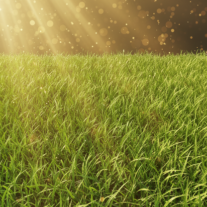 Doob Grass Bermuda Durva Seeds 50 Gram Pack - Dense Green Lawn