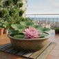 Pink lotus flower blooming in a decorative pot on a home balcony water garden