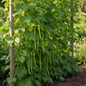 French beans climbing pole variety growing on a trellis in a natural garden setting
