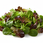 Vibrant mix of fresh green and red lettuce varieties including oak leaf butterhead and romaine leaves on clean white background