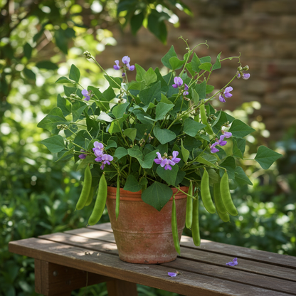 Hyacinth beans sem fali dwarf bush plant with flat green pods and purple flowers in a pot