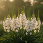 Tuberose Rajnigandha elegant pure white waxy flower spikes glowing in warm golden evening light