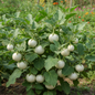 White Round Brinjal plant growing in garden with white fruits