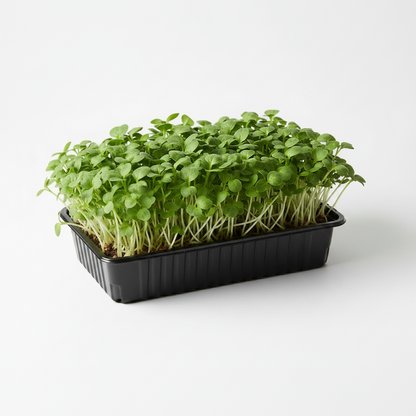 Fresh organic spinach microgreens growing in a tray, round green leaves on slender stems