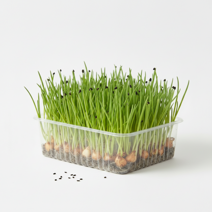 Fresh organic onion microgreens growing in a tray, slender green grass-like sprouts