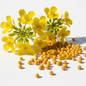 Bright golden yellow mustard flowers in full bloom with small round yellow mustard seeds on clean white background