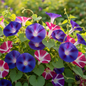 Morning Glory Ipomoea mixed color trumpet-shaped blooms in blue, purple, pink and red in bright sunlight