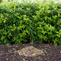 Hedge plant seeds for boundary and fence planting