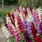 Stock Matthiola Incana Mixed Color Plant with Tall Fragrant Bloom Spikes
