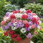 Phlox Mixed Color Plant with Dense Fragrant Flower Clusters in Garden