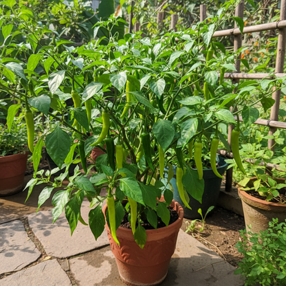 Green chilli pepper plant with clusters of long green chillies growing on a bushy plant