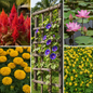 Summer Flower Combo Pack - Celosia, Marigold, Morning Glory, Lotus and Clover in Garden