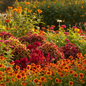 Summer Flower Seeds Combo - Gaillardia, Cockscomb, Coleus, Zinnia & Tithonia in Bloom
