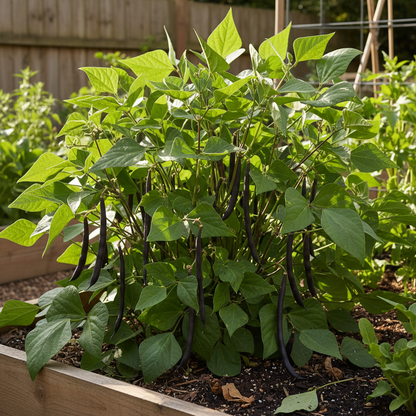 Bushy green plants with long dark purple-black bean pods hanging from stems in a garden bed in natural sunlight