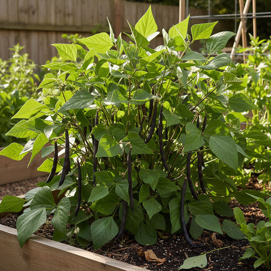 Bushy green plants with long dark purple-black bean pods hanging from stems in a garden bed in natural sunlight