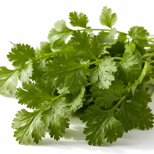 Vibrant green coriander dhania leaves with delicate lacy texture and water droplets on clean white background
