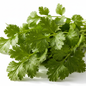 Vibrant green coriander dhania leaves with delicate lacy texture and water droplets on clean white background