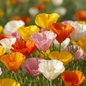 Close-up of delicate silky California Poppy flowers in mixed colors of orange, yellow, red, pink and cream