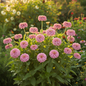 Zinnia Double Pink Hybrid Plant in Full Bloom