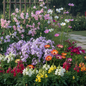 Winter Flower Combo Pack Garden Scene - Sweet Pea, Phlox, Ice Plant, Cosmos and Antirrhinum Dwarf