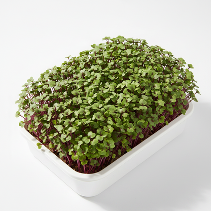 Knol Khol Purple Microgreens Seeds - Easy to Grow Indoors Super Salad Greens