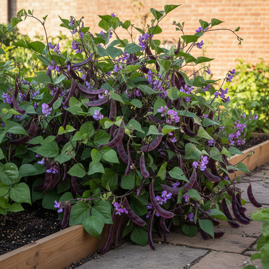 Compact bushy dwarf hyacinth bean plants with flat purple-green pods and purple flowers in a kitchen garden