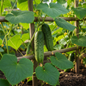 Fresh green cucumbers growing on a vine in a natural garden setting