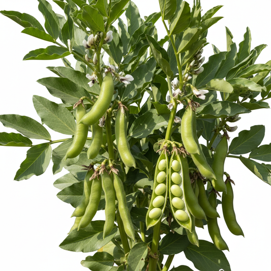 Bakla Fali Fava Broad Beans Seeds - Desi Vegetable Seeds for Home Garden