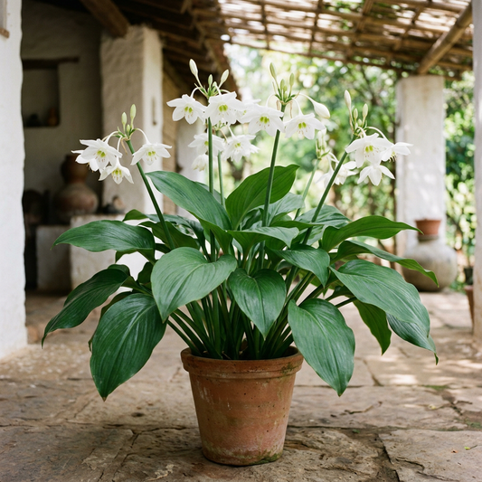 AI-generated illustration of a mature Eucharis Amazon lily flowering in a terrace pot; bulbs only supplied