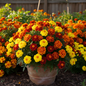 French Marigold Mixed Color Compact Plant in Full Bloom