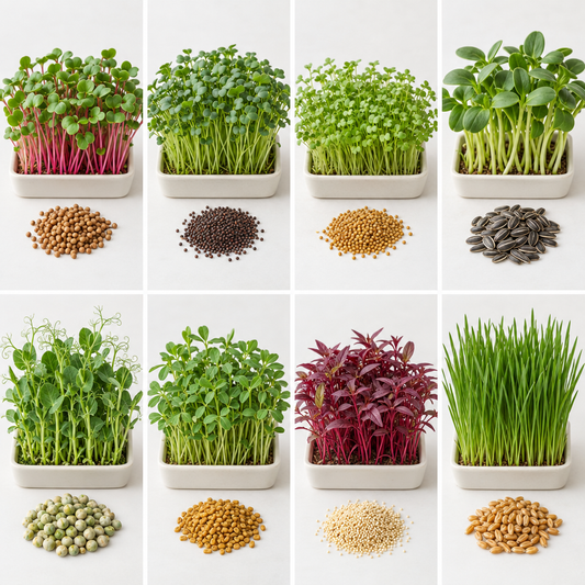Eight microgreen varieties with plants and seeds