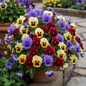 Pansy Viola Mixed Hybrid Plant in Full Bloom in Garden Pot