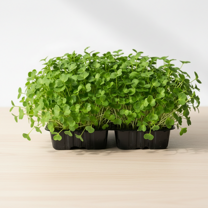Fenugreek Microgreen Seeds - Easy to Grow Indoor Super Salad Greens