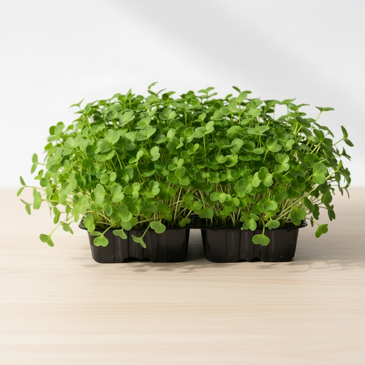 Fenugreek Microgreen Seeds - Easy to Grow Indoor Super Salad Greens
