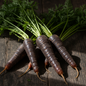 Deep purple almost black exotic Black Wonder carrots with green feathery tops on dark rustic wooden surface