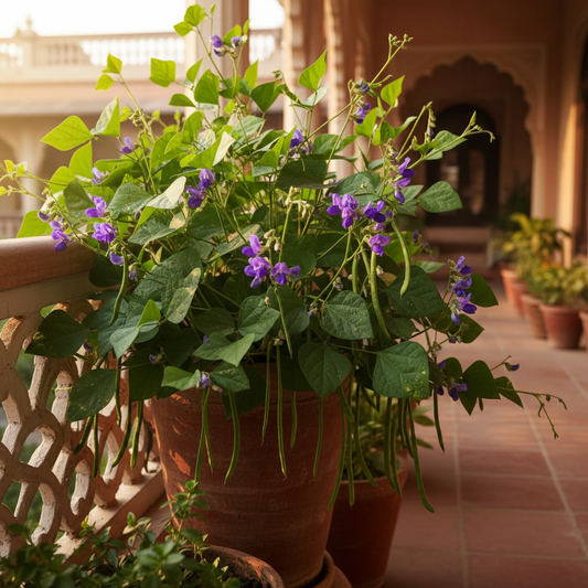 Dwarf hyacinth bean plant with green pods and purple flowers growing in terracotta pot on balcony