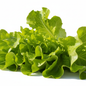 Large loose-leaf bright green Grand Rapids lettuce with frilly ruffled edges on clean white background in natural sunlight