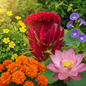 Summer Flower Seeds Combo - 5 Varieties in Bloom
