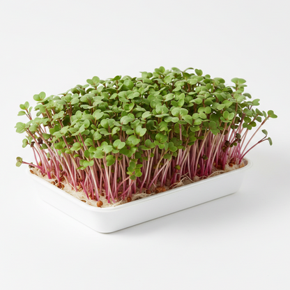 Radish Mooli Microgreens Seeds - Fast Growing Fresh Healthy Sprouts