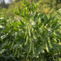 Fresh fava broad bean pods growing on a plant in a natural garden setting