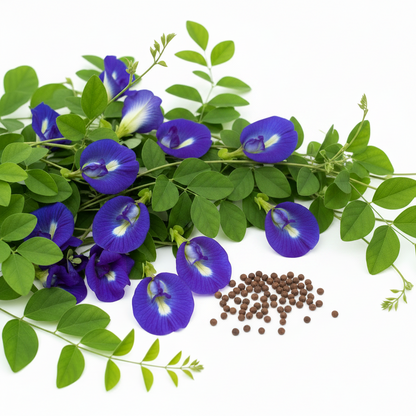 Aparajita butterfly pea flower seeds pack with vibrant blue blooms