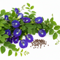 Aparajita butterfly pea flower seeds pack with vibrant blue blooms