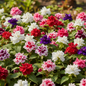 Balsam Gul Mehndi mixed color flowers in full bloom - pink, red, white and purple varieties