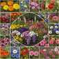 Winter Flower Seeds Combo 20 Types Garden Scene with All Varieties in Bloom