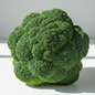 Large perfectly formed dense green hybrid broccoli head with tight florets, fresh and vibrant
