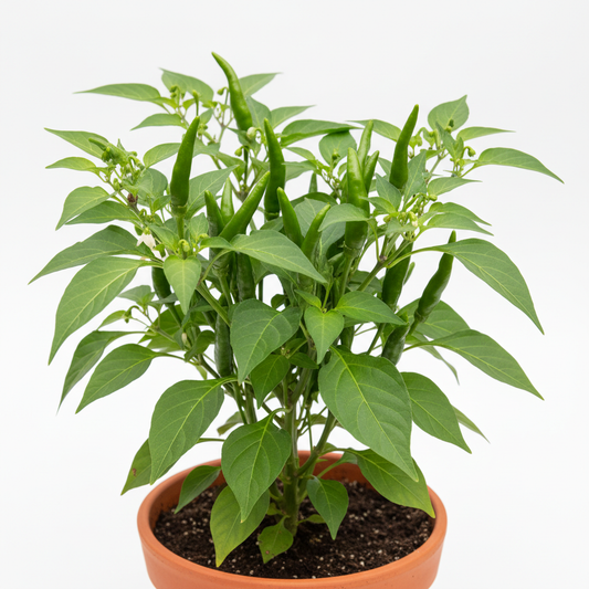Fresh green chilli peppers growing on a plant in a natural garden setting