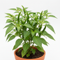 Fresh green chilli peppers growing on a plant in a natural garden setting