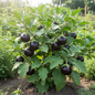 Round Brinjal Gol Baingan plant growing in garden with purple fruits