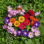 Flower seeds combo with Zinnia, Clarkia, Celosia, Morning Glory and Cosmos flowers in full bloom