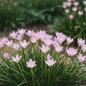 Rain Lily flowers in full bloom with delicate pink and white cup-shaped flowers